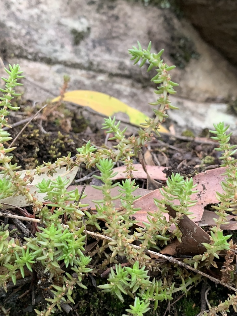 Siberian pygmyweed (Crassula sieberiana)