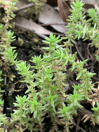 Crassula sieberiana
