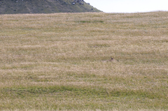 Marmota sibirica