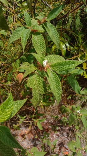 Sabicea acuminata image