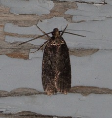 Agonopterix clemensella