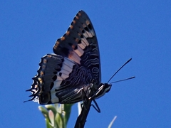 Charaxes pelias