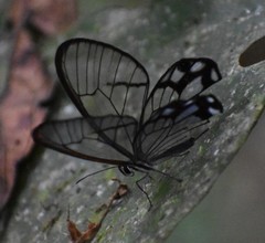 Pseudohaetera hypaesia