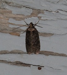 Agonopterix clemensella