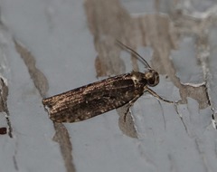 Agonopterix clemensella