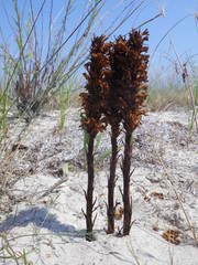 Orobanche cernua