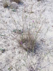 Thinopyrum bessarabicum