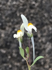 Linaria reflexa