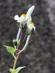 Linaria reflexa
