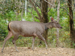 Sambar photo 4