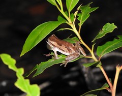 Litoria balatus