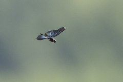 Rhyothemis plutonia