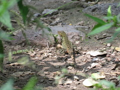 Sceloporus utiformis