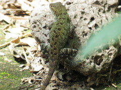 Sceloporus utiformis