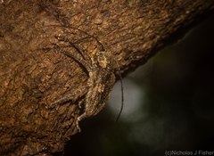 Prosoplus mediofasciatus