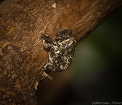 Eutyrhinus meditabundus