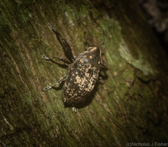 Eutyrhinus meditabundus