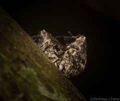 Eutyrhinus meditabundus