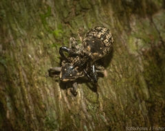 Eutyrhinus meditabundus