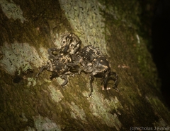 Eutyrhinus meditabundus