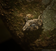 Eutyrhinus meditabundus