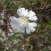Lomelosia argentea - Photo (c) Anastasia Davydova, algunos derechos reservados (CC BY-NC), subido por Anastasia Davydova