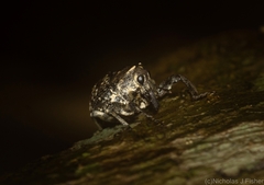 Eutyrhinus meditabundus