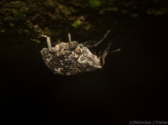 Eutyrhinus meditabundus