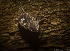 Eutyrhinus meditabundus