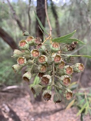 Angophora bakeri