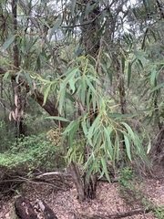Angophora bakeri