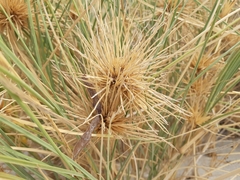 Spinifex longifolius