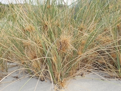Spinifex longifolius