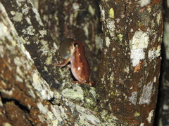 Litoria balatus