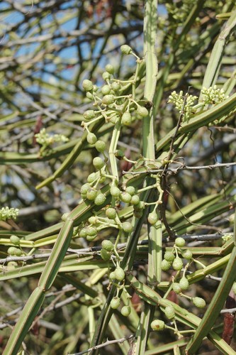 Single-stemmed Wild Grape
