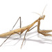 Eight-spot Mantis - Photo (c) anonymous, some rights reserved (CC BY-NC)