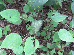 Acalypha alopecuroidea