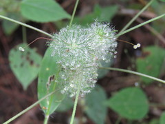Acalypha alopecuroidea