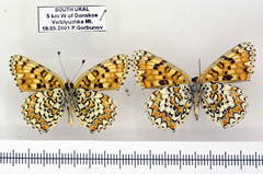Melitaea ornata