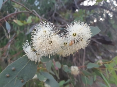 Eucalyptus utilis