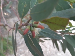Eucalyptus utilis