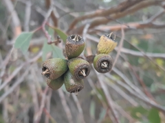 Eucalyptus utilis