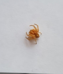 Misumenops