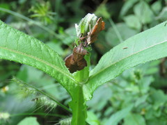 Piezogaster auriculatus