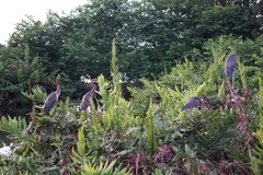 Egretta tricolor image