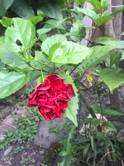 Hibiscus rosa-sinensis