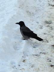 Corvus cornix