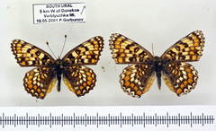 Melitaea ornata
