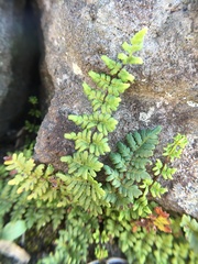 Cheilanthes chusana