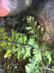 Cheilanthes chusana